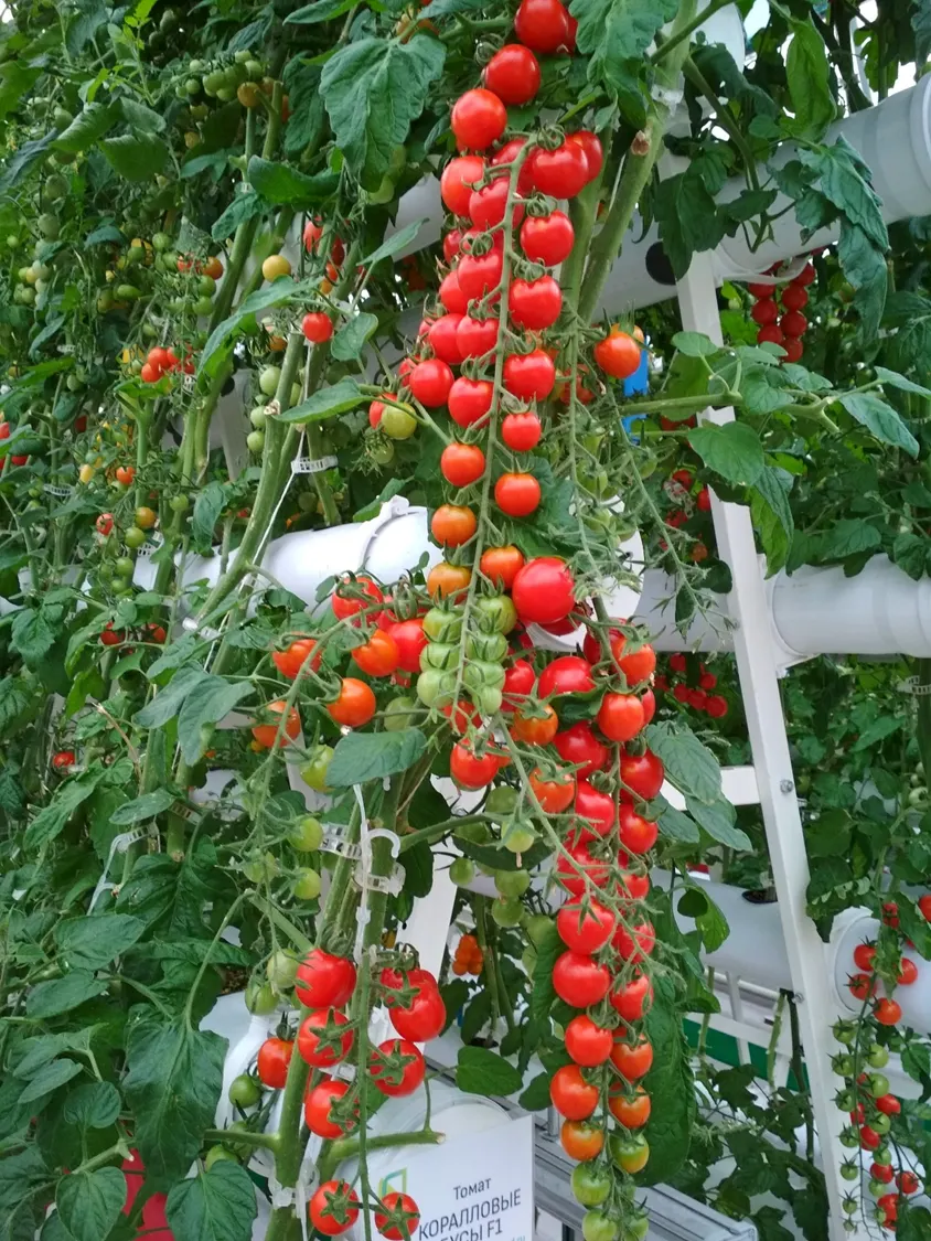 Фитопирамида (3)