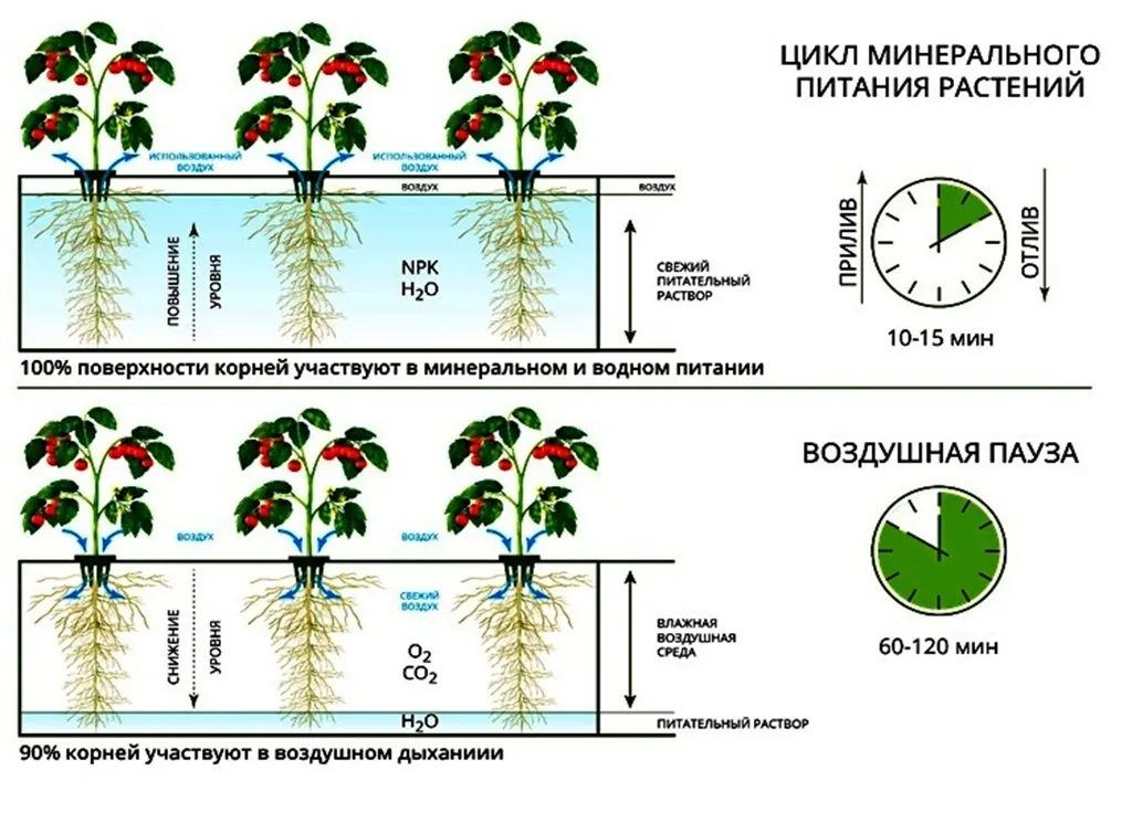 Фитопирамида (1)